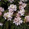 Rhododendron 'Lavender Queen'