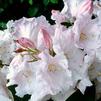 Rhododendron 'Loderi King George'