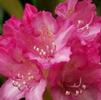 Rhododendron Yakusimanum 'Looking Glass'