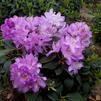 Rhododendron 'Minnetonka'