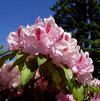 Rhododendron 'Mrs Furnival'