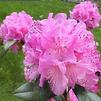 Rhododendron 'Olga Mezitt'