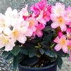 Rhododendron Yakushimanum 'Percy Wiseman'