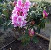 Rhododendron 'Pink Pearl'