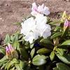 Rhododendron Yakushimanum 'Prince'