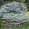 Picea Pungens Glauca 'Globosa Nana'