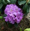 Rhododendron 'Roseum Pink'