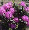 Rhododendron 'Roseum Two'