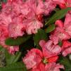 Rhododendron Yakushimanum 'Rosy Dream'