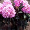 Rhododendron 'Scintillation'