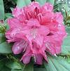 Rhododendron Yakushimanum 'Sneezy'