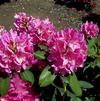 Rhododendron 'Spring Dawn'