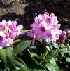 Rhododendron 'Springtime'