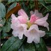 Rhododendron Yakushimanum 'Teddy Bear'