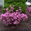 Rhododendron 'Hardizers Beauty'