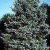 Picea pungens 'Fastigiata Glauca'