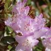 Rhododendron 'Rose Elf'