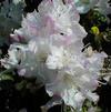 Rhododendron 'Wind Beam'