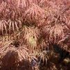 Acer palmatum 'Inabe Shidare'