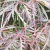 Acer palmatum dissectum 'Red Dragon'