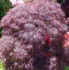 Acer palmatum 'Red Select'