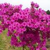 Azalea 'Gable Purple Splendor'