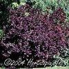 Cotinus coggygria 'Royal Purple'