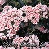 Kalmia latifolia 'Carousel'