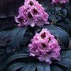 Rhododendron 'Blue Peter'