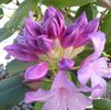 Rhododendron 'Catawbiense Boursault'