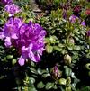 Rhododendron 'Daphnoides'