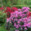 Rhododendron 'English Roseum'