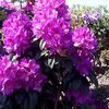 Rhododendron 'Anah Kruschke'