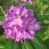 Rhododendron 'Everestianum'