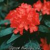 Rhododendron 'Hellikki'