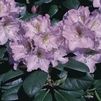 Rhododendron 'Lavender Princess'
