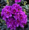 Rhododendron 'Lees Dark Purple'