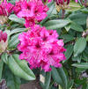 Rhododendron 'Marie Fortie'