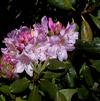 Rhododendron 'Parsons Gloriosum'