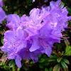 Rhododendron 'Blue Diamond'