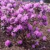 Rhododendron 'PJM Compacta'