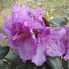 Rhododendron 'Northern Starburst'