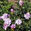 Rhododendron 'President Lincoln'