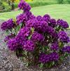 Rhododendron 'Purple Splendor'