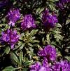 Rhododendron 'Silver Edge'