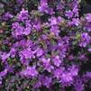 Rhododendron 'Purple Gem'
