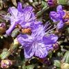 Rhododendron 'Ocean Lake'