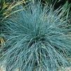 GR Festuca ovina glauca 'Elijahs Blue'