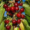 Fruit Prunus avium 'Black Tartarian'