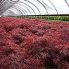 Acer palmatum 'Crimson Queen'